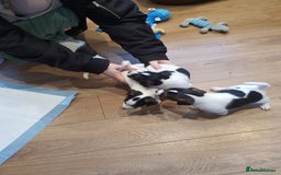 Jack Russell dogs for sale: Stunning Jack Russell Puppies  - Image 9