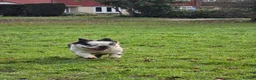 French Bulldog dogs for sale: Fluffy panda french bulldog - Advert 5