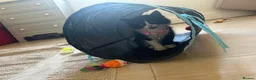 Mixed Breed cats for sale: beautiful shorthair/longhair kittens  - Advert 3