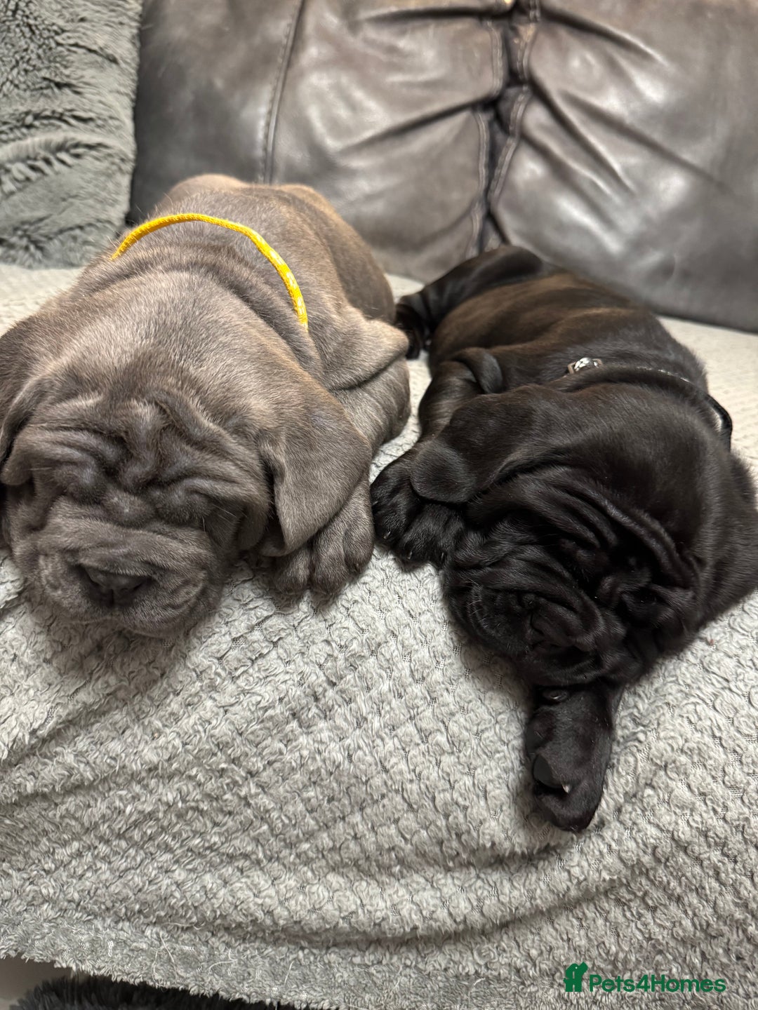 Mastiff dogs for sale: Mastiff puppies (Neapolitan) - Advert 20