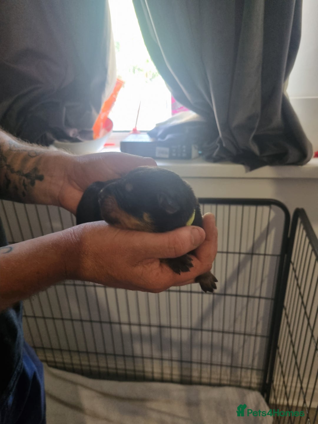 Rottweiler dogs for sale: Rottweiler puppy's  in Stoke-on-Trent - Image 7
