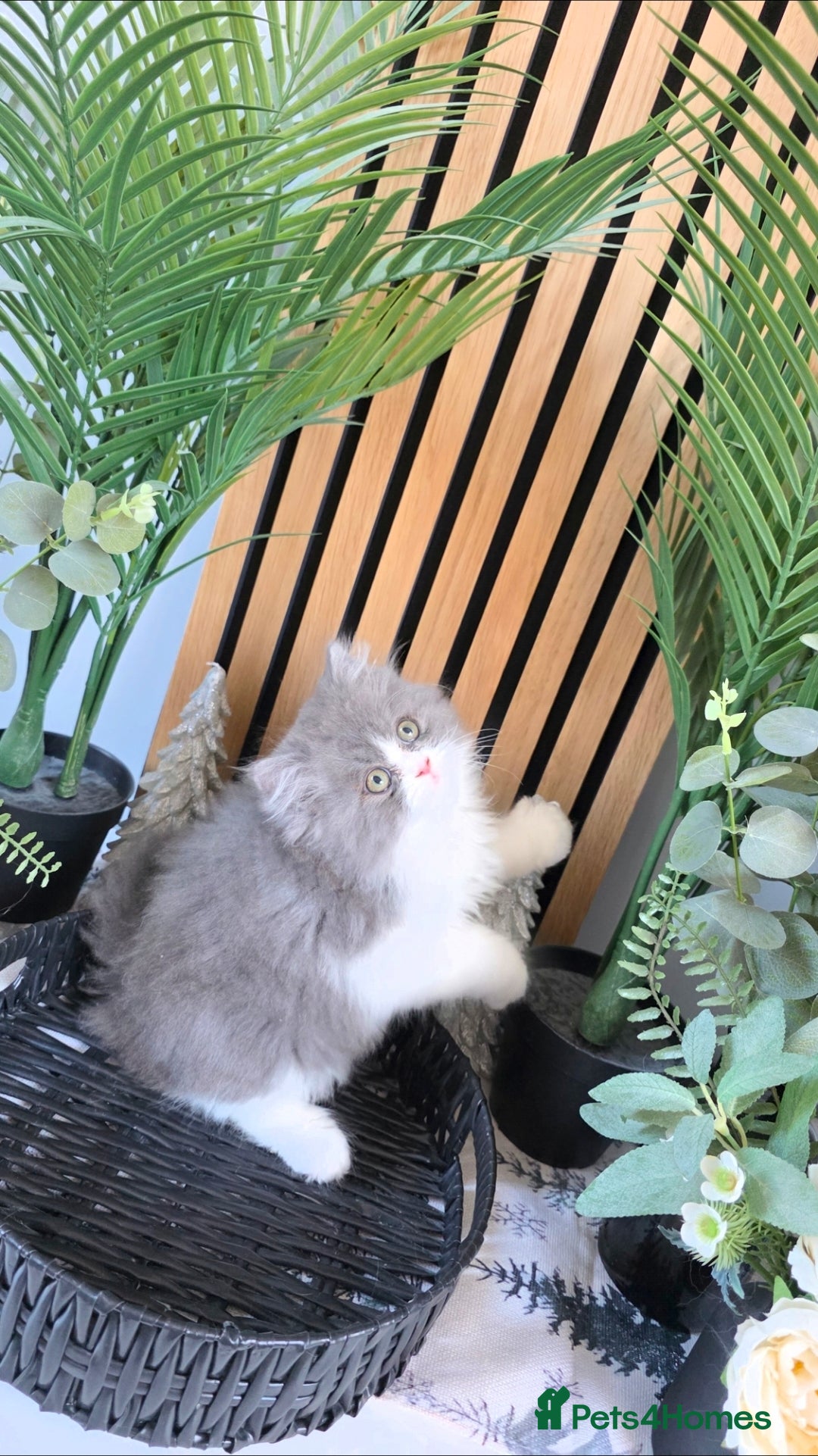 Mixed Breed cats for sale: Beautiful Ragdoll-Persian kittens - Advert 8