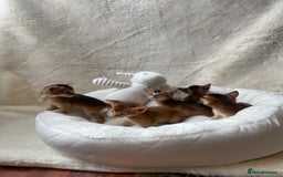 Abyssinian cats for sale: 🏆🥇🏵️Top Quality Champion Lines Abyssinian - Image 17