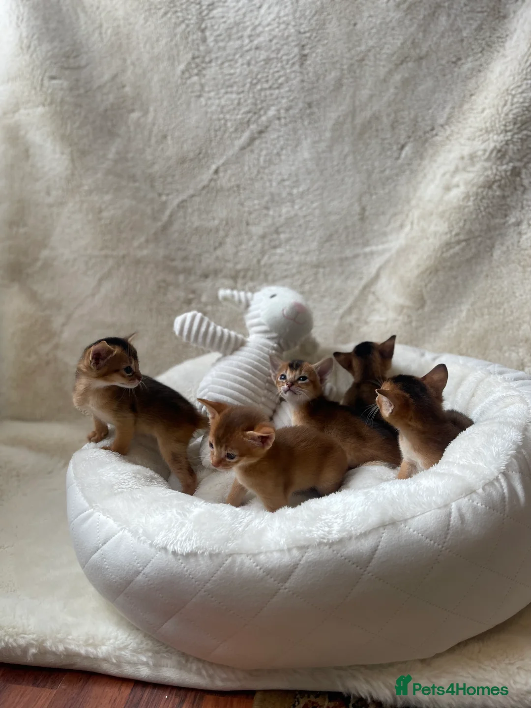Abyssinian cats for sale:  🏆🥇🏵️Top Quality Champion Lines Abyssinian  - Advert 15
