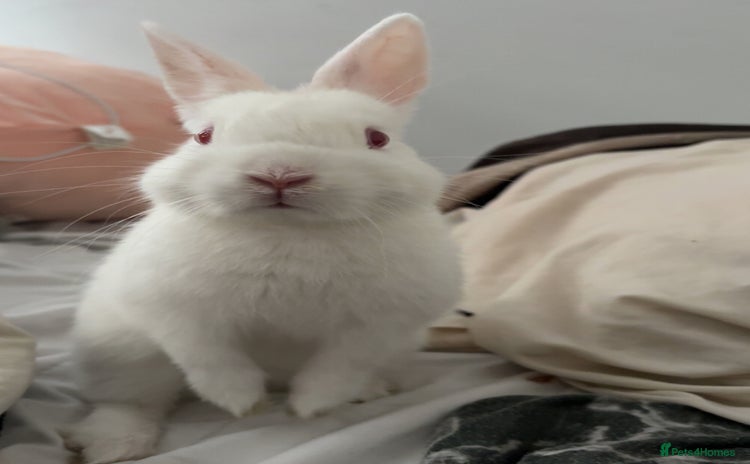 Netherland Dwarf rabbits - Advert 1