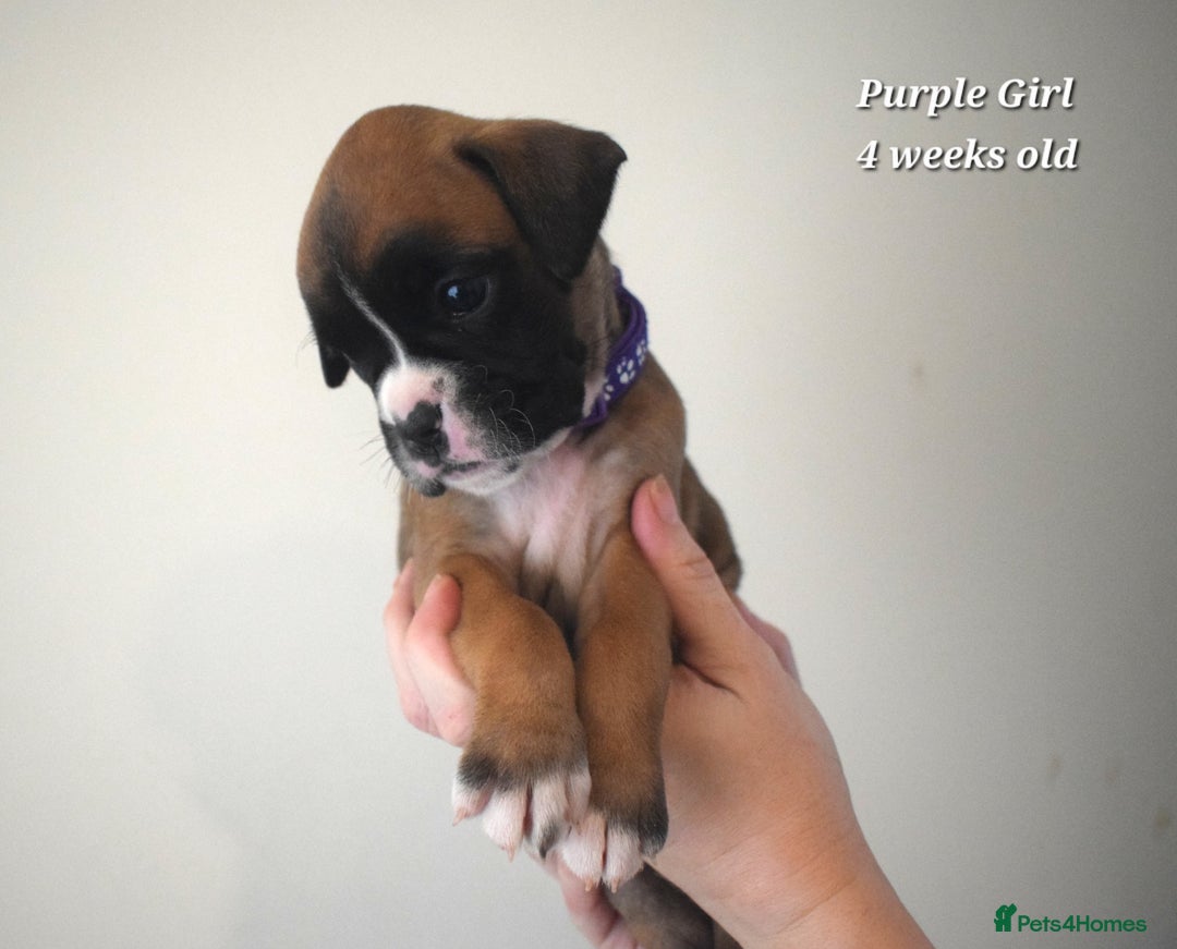 Boxer dogs for sale: 9 Beautiful Boxer Pups - Available from 22/12/2025 - Advert 10