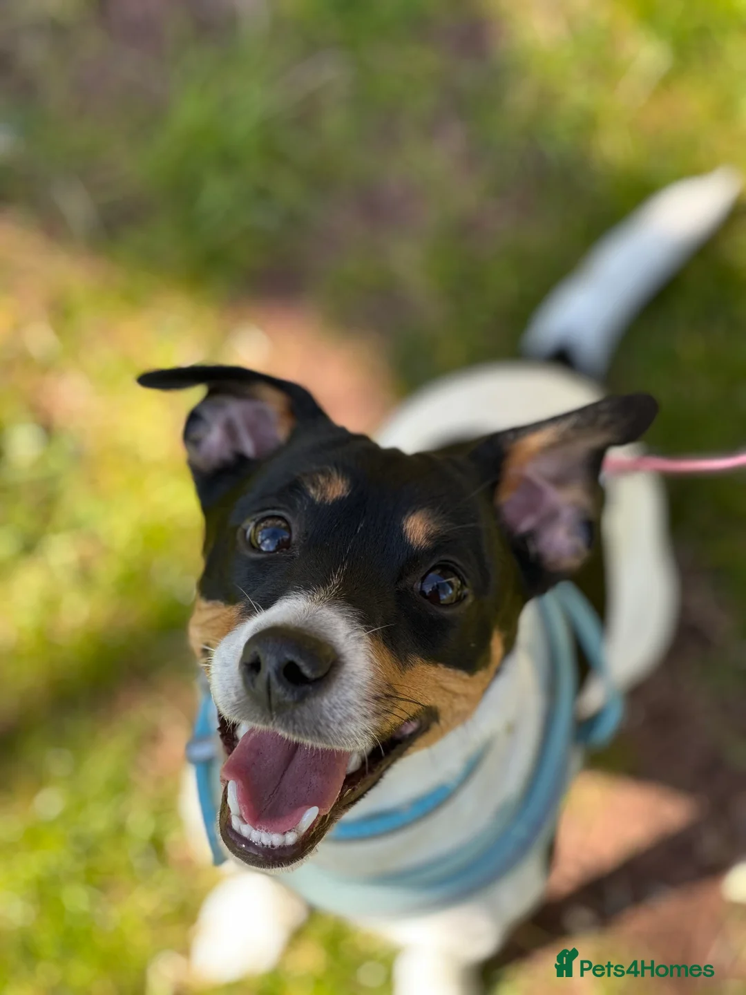 Jack Russell dogs for sale: Jack Russel called Roxy  - Advert 1