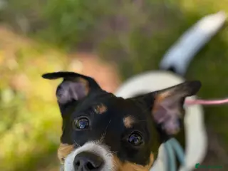 Jack Russell dogs Jack Russel called Roxy - Advert 1