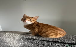 Mixed Breed cats for sale: My Myles  - Image 8