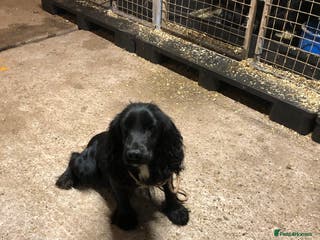 Cocker Spaniel dogs Male working cocker spaniel - Advert 11