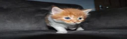 Maine Coon cats for sale: Gorgeous maine coon cross kittens - Advert 32