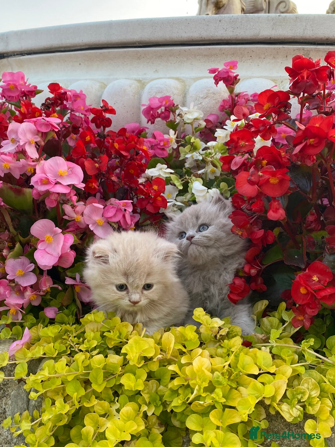 British Longhair cats for sale: British longhair and shorthair kittens for sale - Image 2
