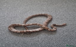 Corn Snake reptiles for sale: Corn snake for rehoming- 6 years old - Image 6