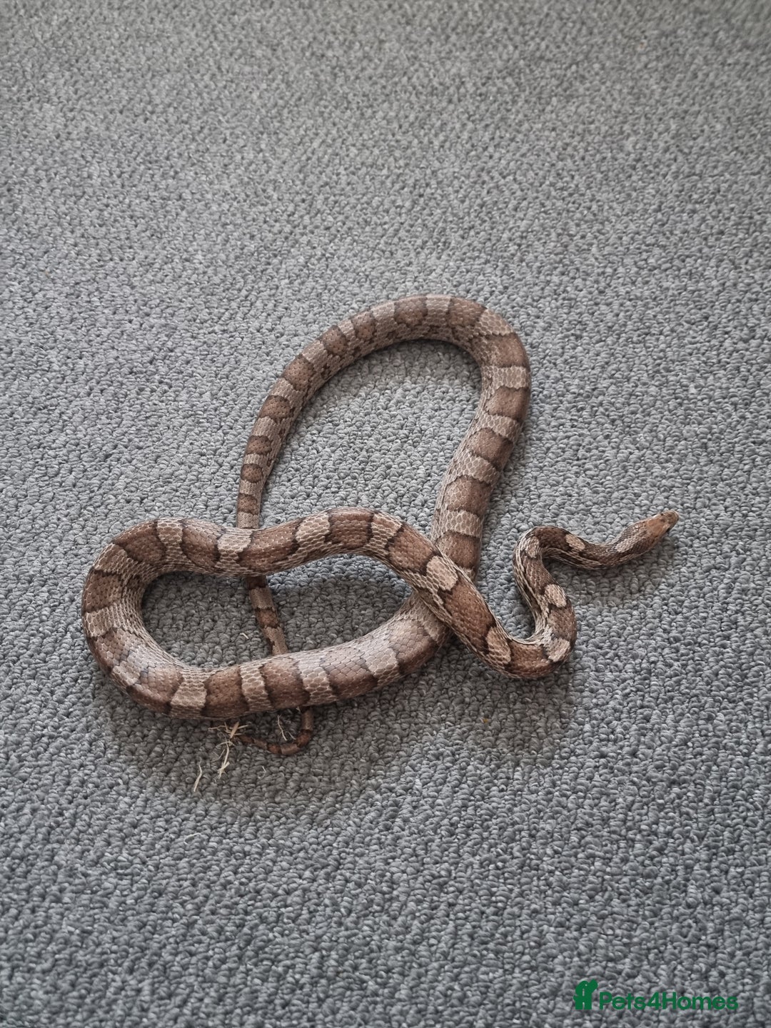 Corn Snake reptiles for sale: Corn snake for rehoming- 6 years old - Image 6