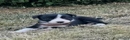 Border Collie dogs for sale: Stunning Border Collie Puppies in Llandovery - Advert 8