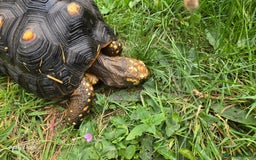 Tortoise reptiles for sale: Leopard, red and yellow foot tortoise  - Image 9