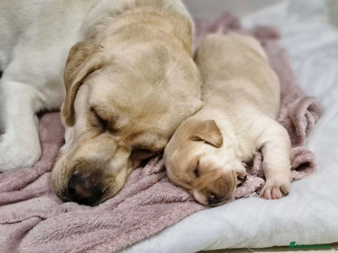 Labrador Retriever dogs for sale: Only 2 females left - Advert 1