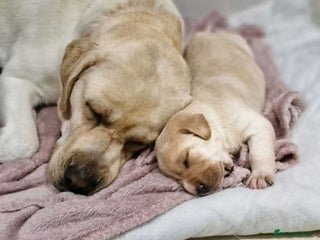 Labrador Retriever dogs Only 2 females left - Advert 1