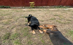 Mixed Breed dogs for adoption: Adorable Monika is ready for her forever home! - Image 11