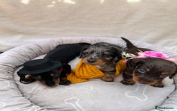 Dachshund dogs for sale: Miniature dashhounds  - Image 1