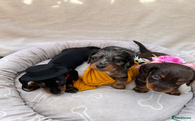 Dachshund dogs - Advert 1