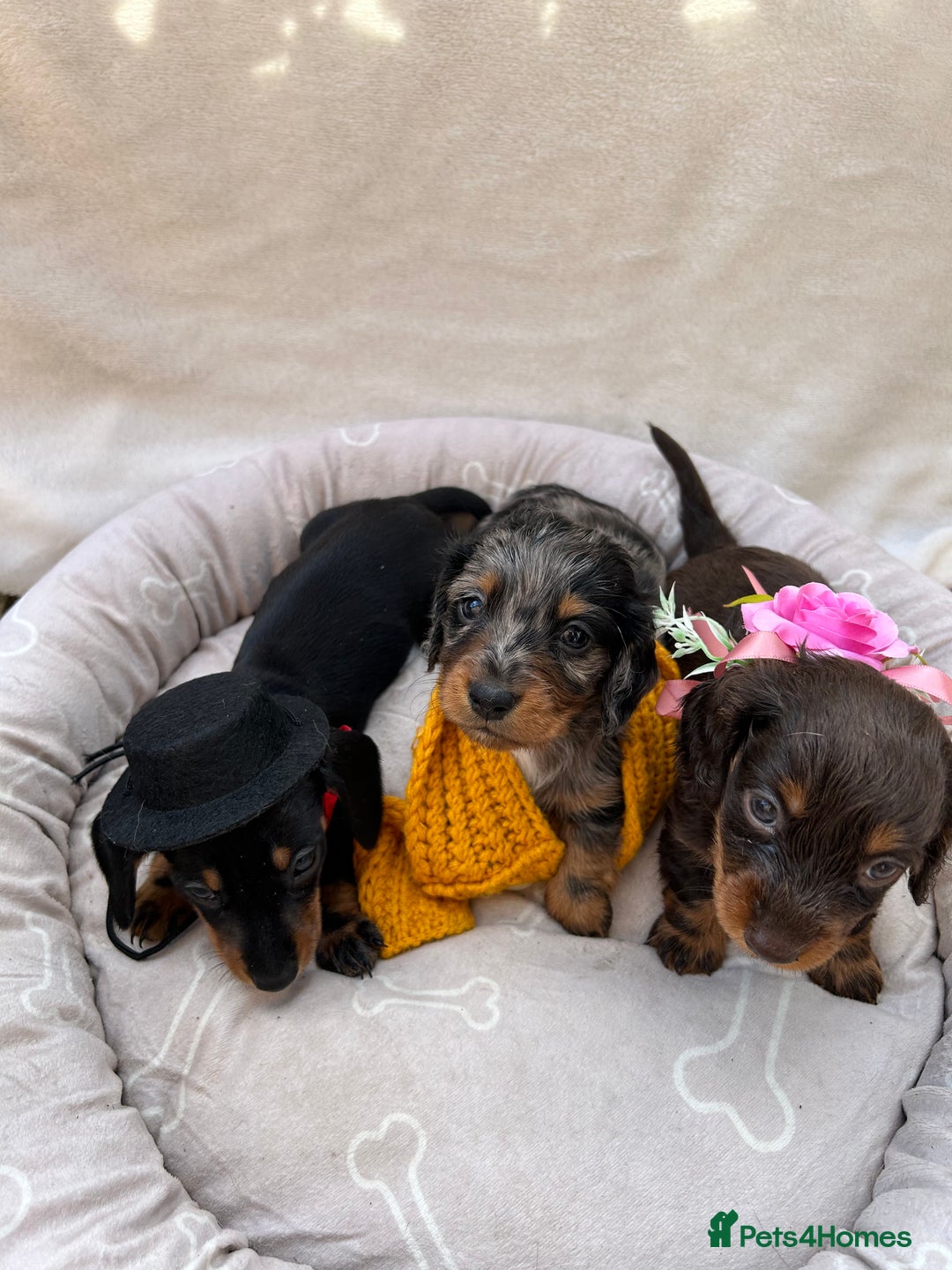 Dachshund dogs for sale: Miniature dashhounds  - Image 1