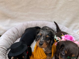Dachshund dogs - Advert 8