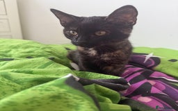 Mixed Breed cats for sale: The most beautiful kittens  in Wotton-under-Edge - Image 8