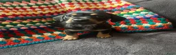 Mixed Breed dogs for sale: Daschund X Frenchie Only 2 left! - Advert 5