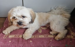 Lhasa Apso dogs for stud: Handsome Lhasa Apso stud (Proven) in Pontefract - Image 2