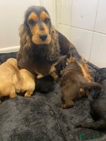 Cocker Spaniel dogs Show type cocker spaniels - Advert 6