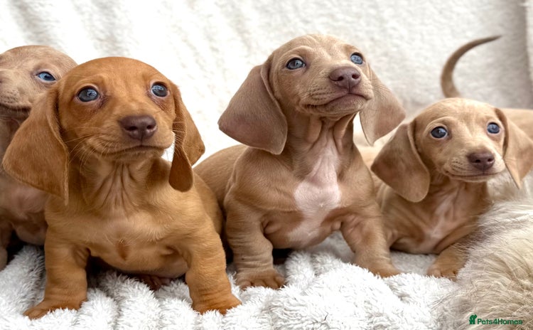 Miniature Dachshund dogs - Advert 3