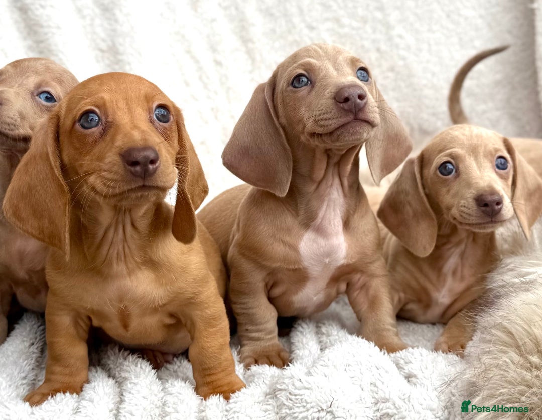 Miniature Dachshund dogs for sale: READY TO LEAVE Rainbow KC Reg Miniature Dachshunds - Image 3