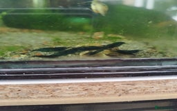 Shrimps fish for sale: Neocaradina Shrimp (Blue, High grade) - Image 4