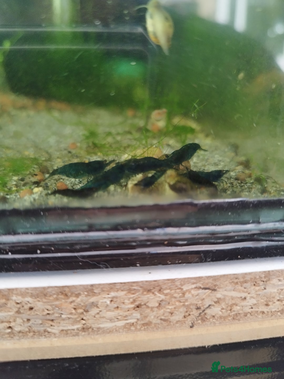 Shrimps fish for sale: Neocaradina Shrimp (Blue, High grade) - Image 4