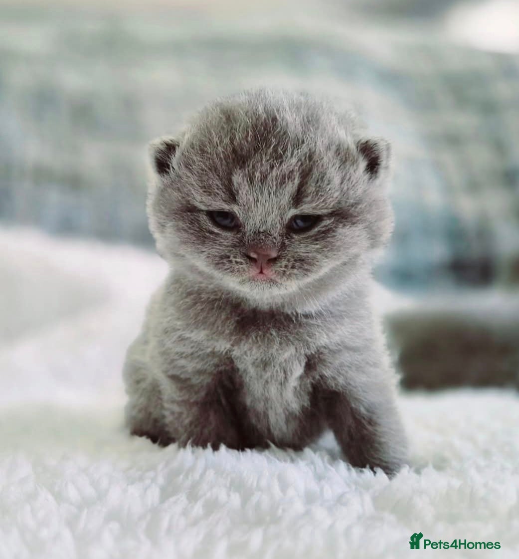 British Shorthair cats Stunning pedigree British short/longhair/ kittens  - Advert 17