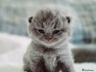 British Shorthair cats Stunning pedigree British short/longhair/ kittens - Advert 17