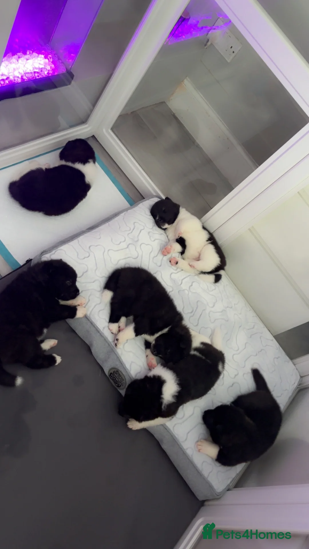 Akita dogs for sale: Stunning Akita pups in Hull - Advert 2