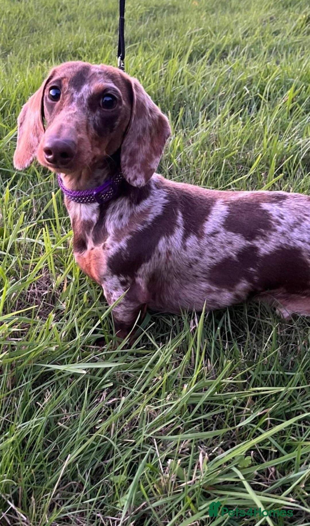 Miniature Dachshund dogs for sale: Beautiful Chocolate dapple boy  - Image 5