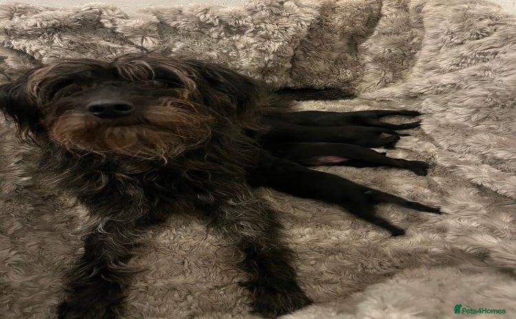 Mixed Breed dogs Springer Schnoodle puppies  - Advert 1