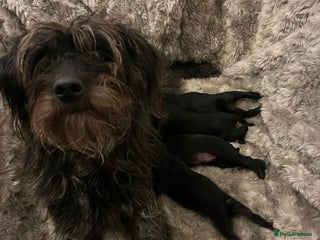 Mixed Breed dogs Springer Schnoodle puppies - Advert 2