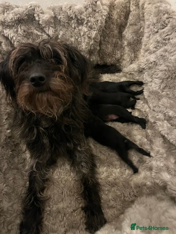 Mixed Breed dogs Springer Schnoodle puppies - Advert 1