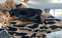 Jack Russell dogs for sale: Jackrussel  - Image 8