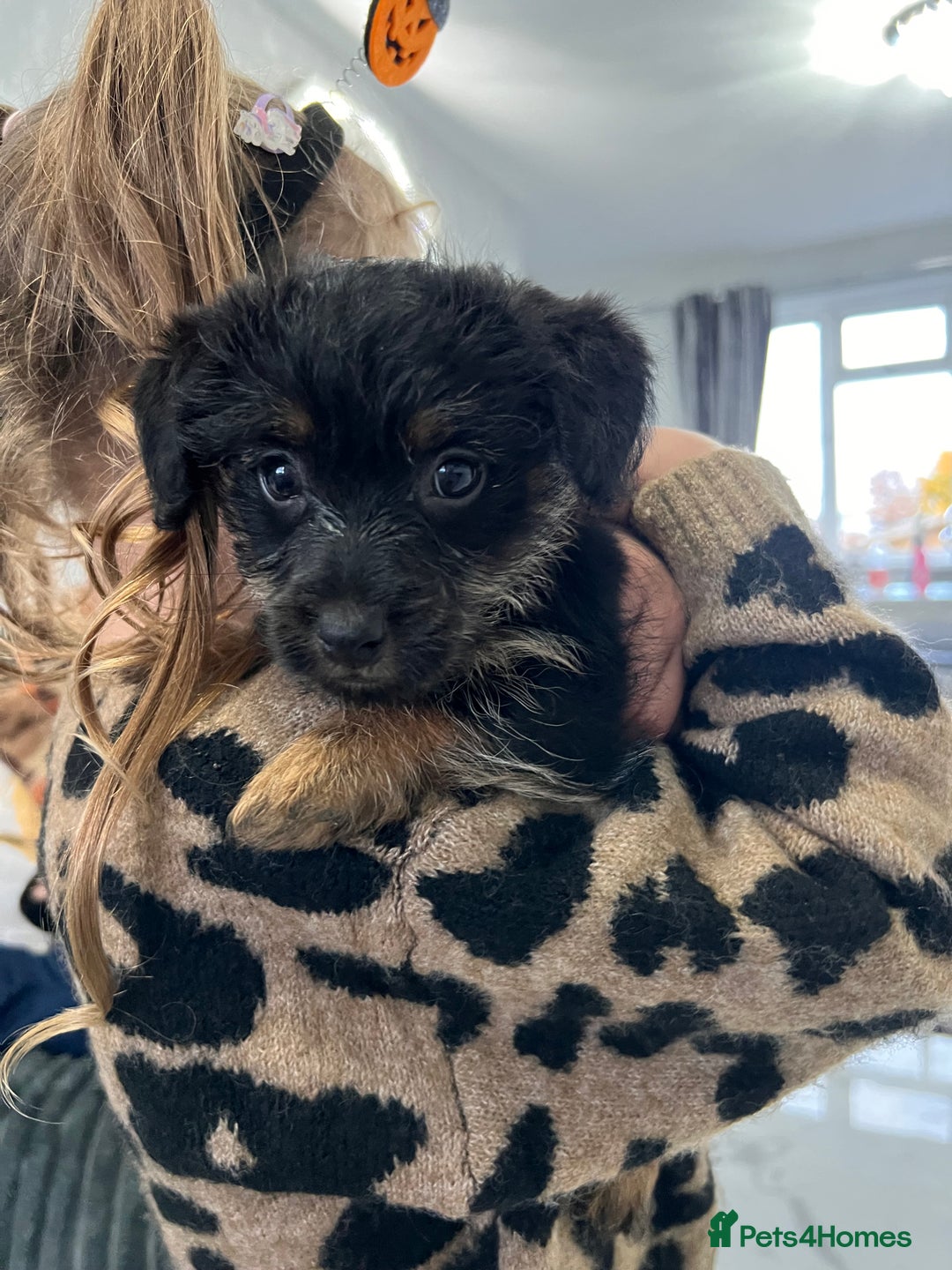 Jack Russell dogs for sale: Jackrussel  - Image 8