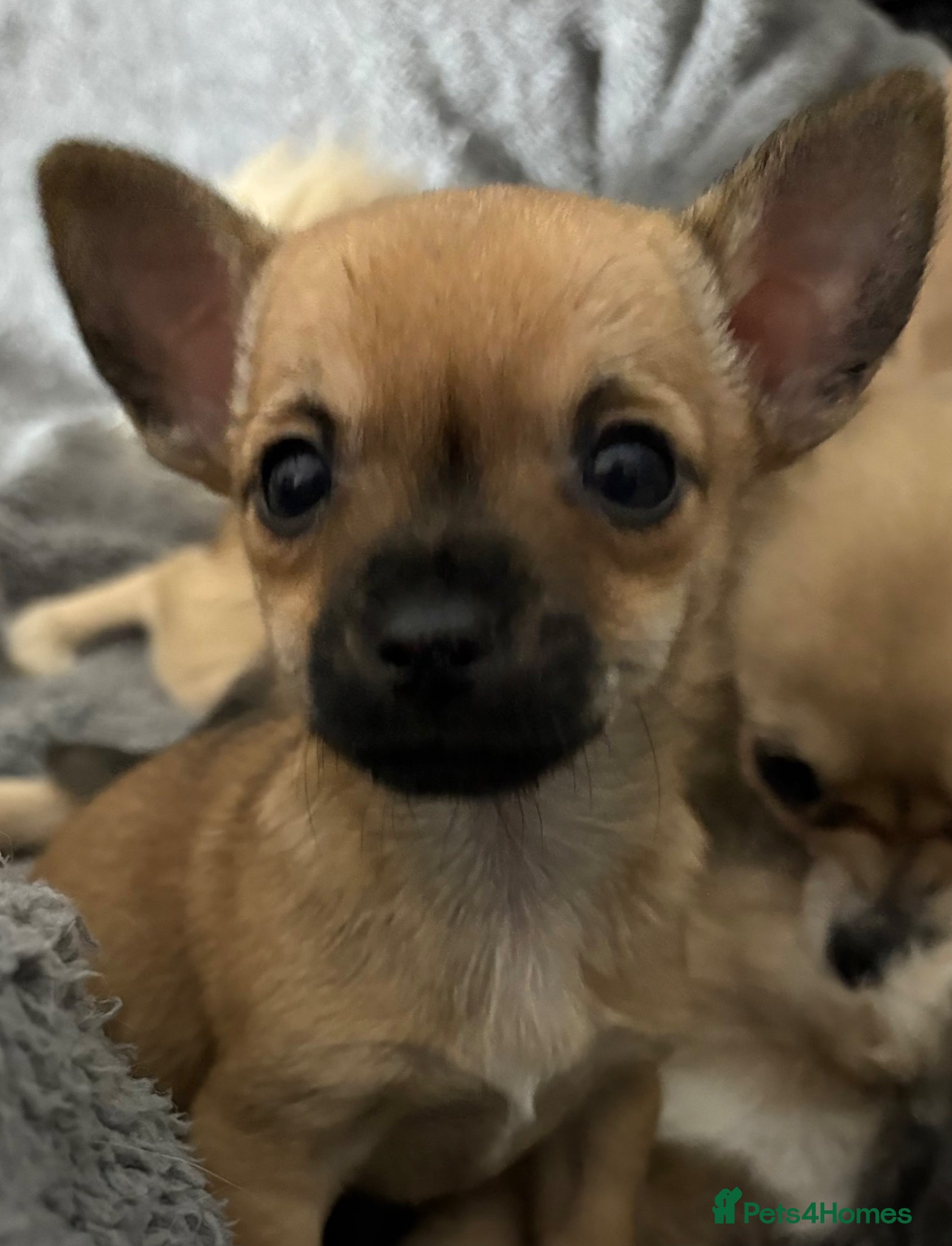 Jack Chi dogs Adorable 9 week old Chihuahua Jackchi pup - Advert 1