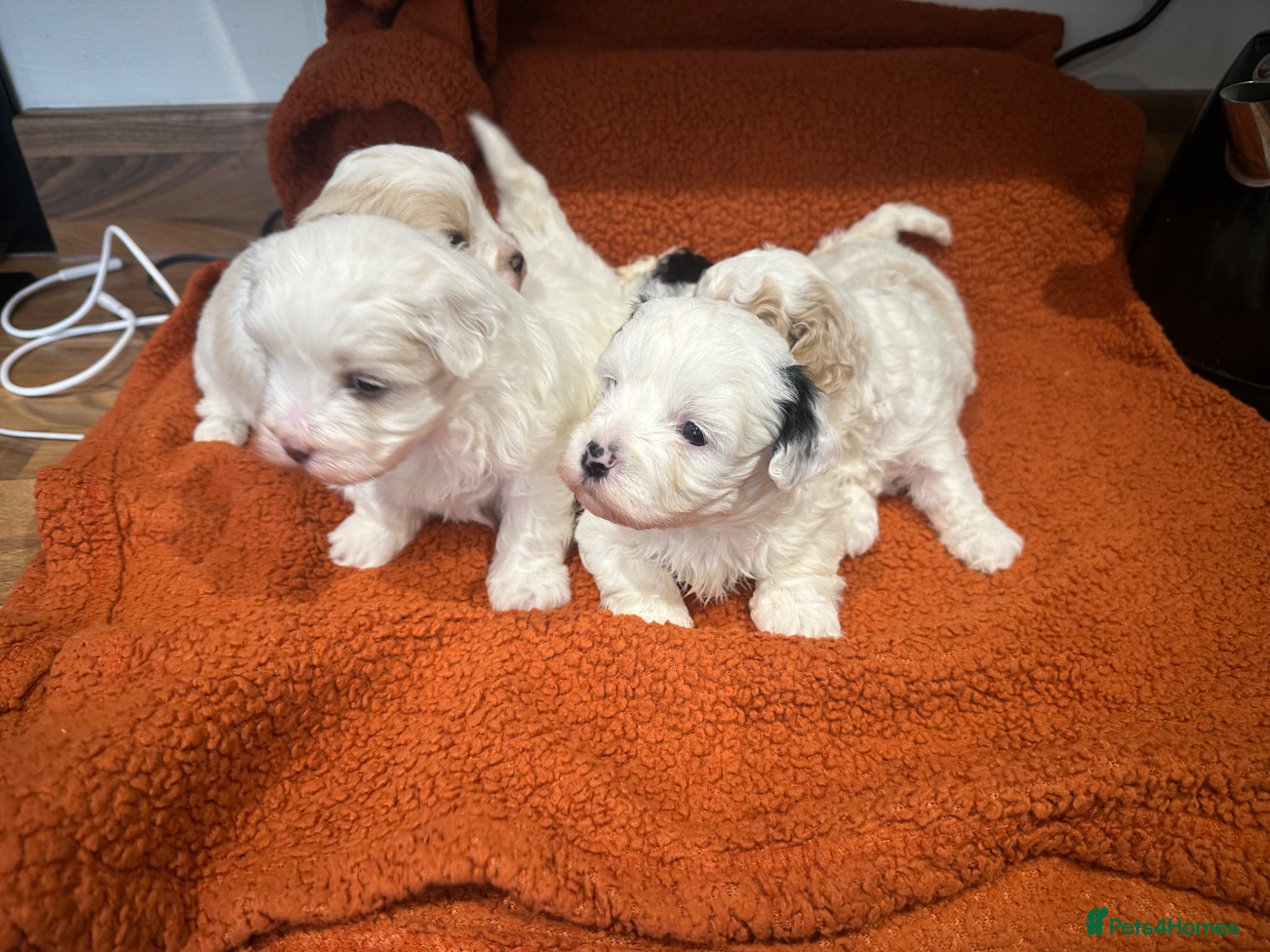 Maltipoo dogs  Asian Maltipoo  - Advert 2