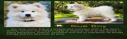 Samoyed dogs for sale: KC Registered Samoyed Puppies from a champion sire in Turriff - Advert 8