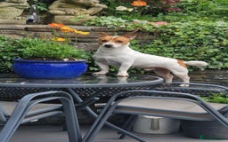 Jack Russell dogs for stud: Jack Russell Stud - Image 4