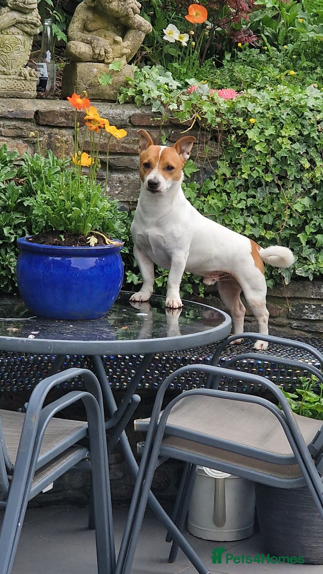 Jack Russell dogs for stud: Jack Russell Stud - Image 4