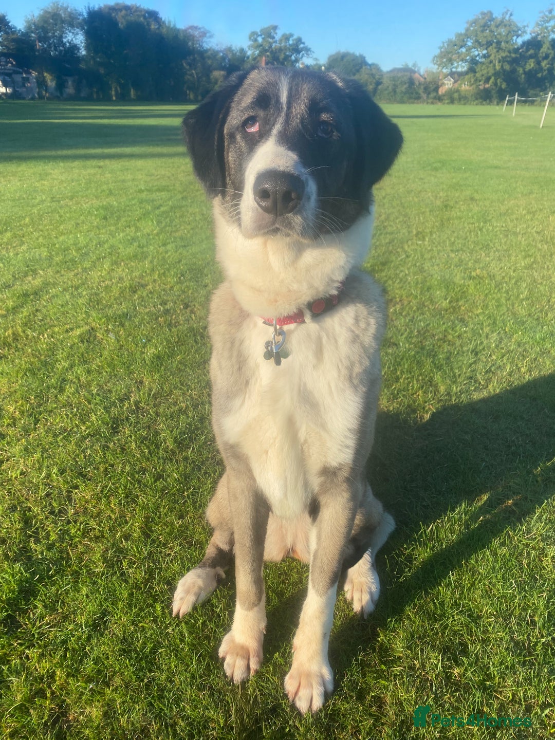 Mixed Breed dogs for sale: Loving giant 2 y/o girl - Advert 2